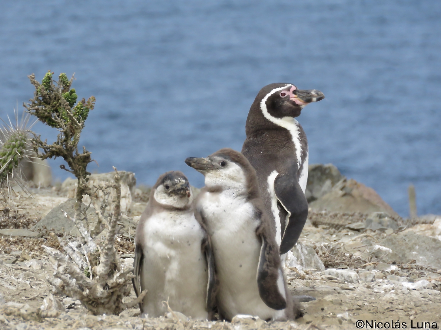 Bruttätigkeit des Humboldt-Pinguins auf den Inseln Chañaral und Choros, 2021 bis 2025